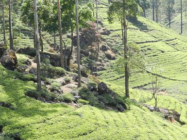 Teeplantagen in sattem Grün in Nuwara Eliya – Sri Lanka Familienreise