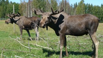 Drei Elche stehen in einer grünen Wiese, umgeben von Bäumen und Ästen, unter einem strahlend blauen Himmel.