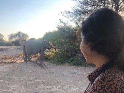Ein Elefant frisst Blätter von einem Busch - Namibia mit Jugendlichen