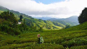 Kind erkundet neugierig die gepflegten Wege zwischen den Teebüschen der Cameron Highlands – Malaysia & Borneo Reise mit Kindern