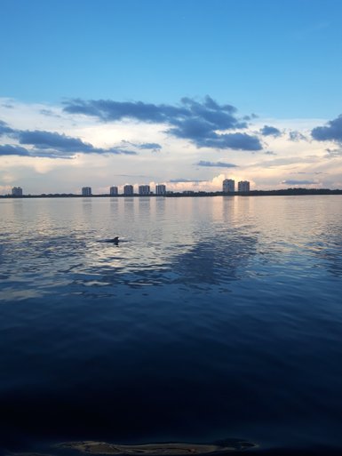 Ein ruhiger Wasserblick zeigt einen Delfin, der sanft durch die spiegelnde Oberfläche des Estero Bay schwimmt.