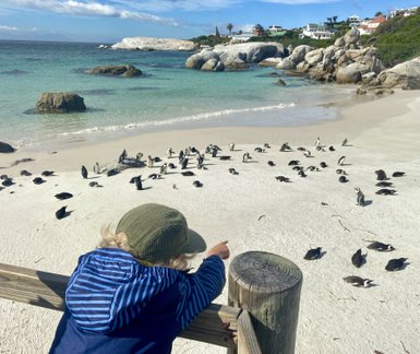 Junge schaut auf Pinguine am Boulders Beach – Südafrika mit Kindern