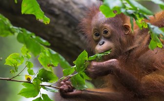 Ein Orang-Utan hangelt sich durch das Blätterdach des Dschungels – Malaysia & Borneo Familienreise