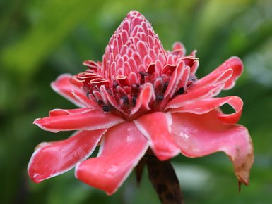 Leuchtend pinke Blüte in der Flora Costa Ricas – Costa Rica Familienreise