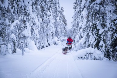 Ein Schlittenhundeteam zieht einen Schlitten durch eine verschneite Waldlandschaft, umgeben von schneebedeckten Bäumen.