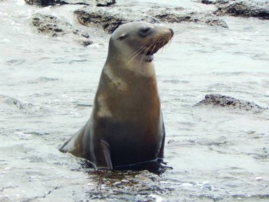 Eine Seelöwin steht im Wasser und blickt neugierig in die Umgebung, umgeben von glatten Steinen und sanften Wellen.