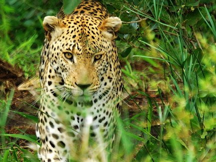 Ein majestätischer Leopard schleicht durch das dichte Gras, seine auffälligen Flecken heben sich von der grünen Umgebung ab.
