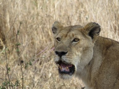 Detaillierte Nahaufnahme einer Löwin in der Savanne – Tansania Reise mit Kindern