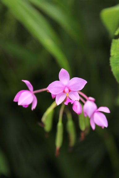 Zarte rosa Orchideenblüte in tropischer Umgebung – Costa Rica Reise mit Kindern