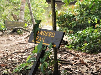 Wanderweg Tendero Trail durch den üppigen Regenwald im Cahuita Nationalpark – Costa Rica Familienreise