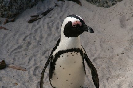 Nahaufnahme eines Pinguins mit klarer Sicht – Garden Route mit Kindern