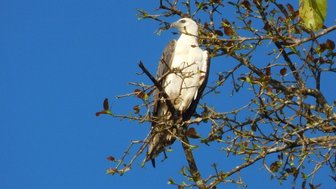 Weißbauch-Seeadler sitzt auf einem Ast mit Blick über die Natur – Malaysia & Borneo mit Kindern