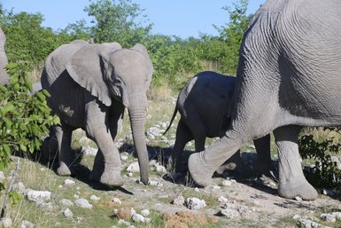Eine Elefantenmutter läuft mit ihren zwei Jungtieren über Steine - Namibia Familienurlaub