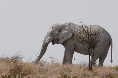 Ein Elefant steht ruhig in der Landschaft - Namibia Familienurlaub