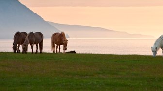 Sechs Islandpferde grasen friedlich auf einer grünen Wiese, während die Sonne hinter den Bergen untergeht.