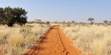 Sandiger Weg führt durch eine trockene Landschaft in der Kalahari – Sri Lanka Familienreise