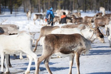 Eine Gruppe von Rentieren bewegt sich durch eine schneebedeckte Landschaft, während Menschen im Hintergrund interagieren.