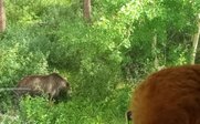 Ein Junge mit rotem Haar fotografiert einen Bären, der in einem grünen Wald zwischen Bäumen umherstreift.
