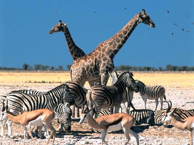 Eine Gruppe bestehend aus mehreren Tierarten steht nebeneinander in der Landschaft - Namibia mit Kindern