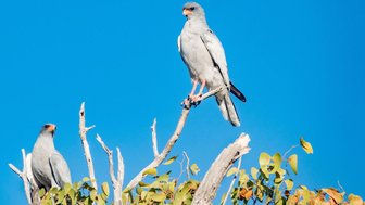 Ein Vogel sitzt auf einem Ast und beobachtet die Umgebung - Namibia Familienurlaub