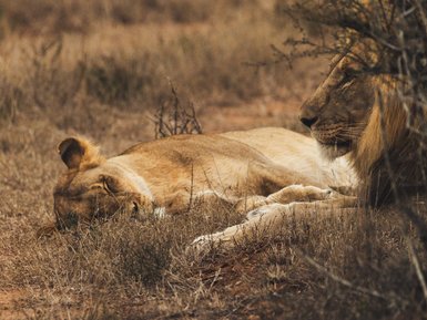 Löwe liegt im Schatten im Addo Nationalpark - Südafrika mit Kindern