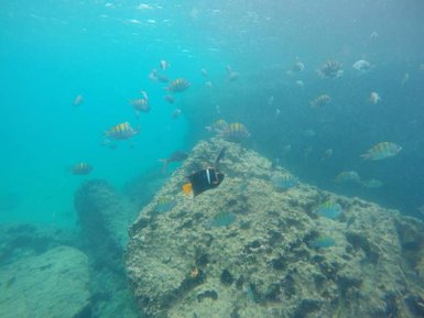 Unter Wasser schwimmen bunte Fische um große Felsen, während das Sonnenlicht durch das klare Wasser strahlt.