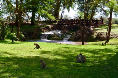 Eine Gruppe von Affen sitzt auf einer grünen Wiese, während ein kleiner Wasserfall im Hintergrund plätschert.