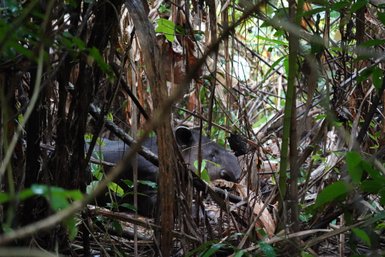 Tapir entdeckt im dichten Grün des Corcovado-Nationalparks – Costa Rica Familienreise