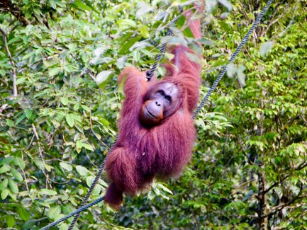 Ein Orang-Utan schwingt sich im Semenggoh Wildlife Center – Malaysia & Borneo Reise mit Kindern