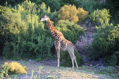 Giraffe steht vor grüner Landschaft in der Buffelsdrift Game Lodge – Garden Route Reise mit Kindern