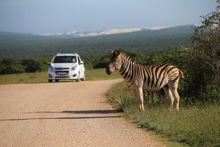 Zebra steht nahe eines Safari-Autos im Addo Nationalpark – Garden Route mit Kindern
