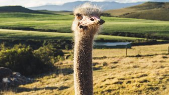 Ein neugieriger Strauß mit einem langen Hals blickt in die Kamera, umgeben von einer grünen Landschaft und blauen Himmel.
