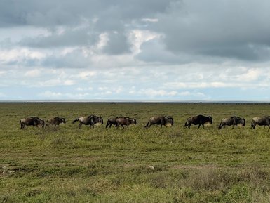 Große Gnuherde im Serengeti-Nationalpark unterwegs – Tansania mit Kindern