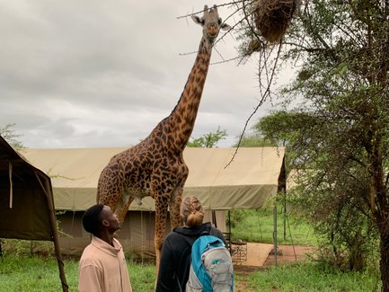 Neugierige Giraffe nähert sich einem Paar im Safari-Camp – Tansania Reise mit Kindern