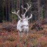 Rentiert im Wald - Finnland mit Kindern