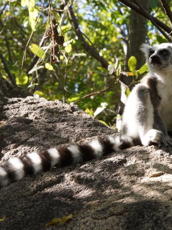 Katta Lemur auf Stein - Madagaskar Family & Teens