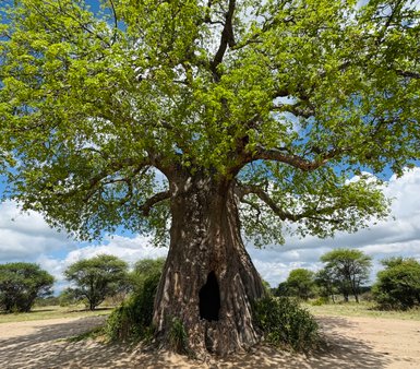 Baum mit natürlichem Loch im Stamm im Tarangire-Nationalpark – Tansania mit Kindern