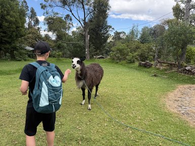 Ein Junge mit einem Rucksack steht auf einer Wiese und interagiert freundlich mit einem Lama, das ihn neugierig ansieht.