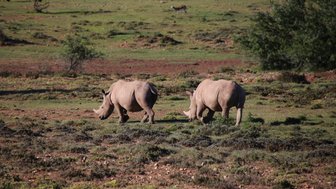 Zwei Nashörner stehen friedlich nebeneinander in der Buffelsdrift Game Lodge – Garden Route Reise mit Kindern