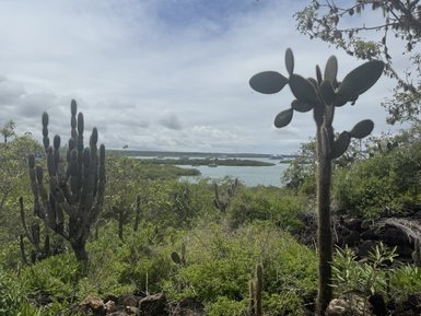Eine malerische Landschaft mit hohen Kakteen, die über das grüne Ufer eines ruhigen Gewässers ragen.