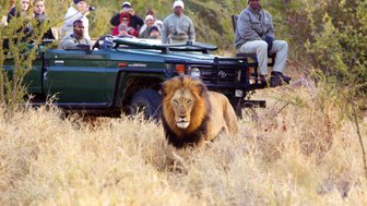 Eine Reisegruppe beobachtet aus dem Jeep einen Löwen in freier Wildbahn – Südafrika Reise mit Kindern