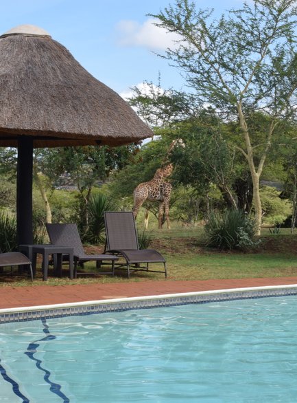 Ein Pool mit klarem Wasser, umgeben von Liegen und schattenspendenden Hütten, während eine Giraffe im Hintergrund grast.