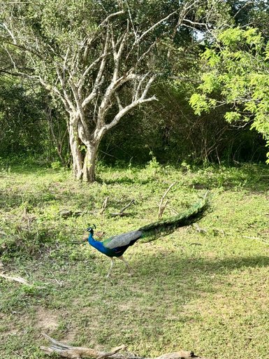 Ein prächtiger Pfau mit leuchtend blauen und grünen Federn schreitet durch eine grüne Wiese, umgeben von Bäumen.
