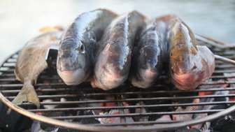 Auf dem Grill liegen mehrere frische Fische, die auf glühenden Kohlen zubereitet werden, bereit zum Grillen.