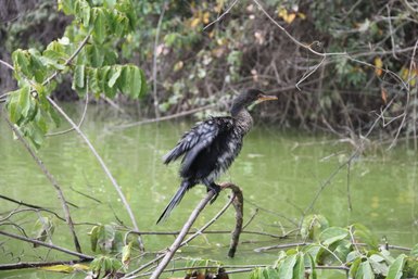 Vogel sitzt auf einem Ast am ruhigen Duluti-See – Tansania Reise mit Kindern