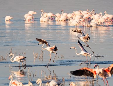 Eine Gruppe von Flamingos steht im flachen Wasser, während einige von ihnen elegant durch das Wasser laufen.