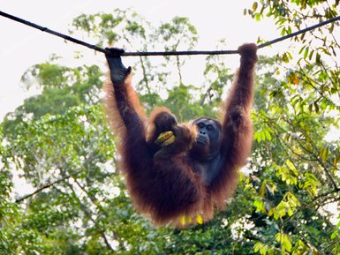 Ein Orang-Utan im Semenggoh Wildlife Center isst genüsslich Bananen – Malaysia & Borneo Familienreise