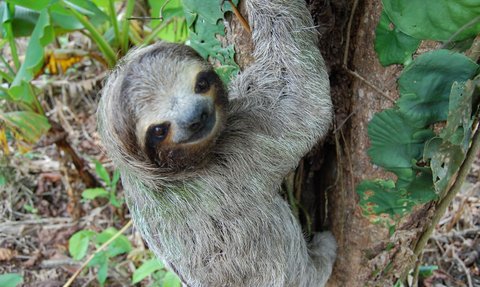 Faultier hängt entspannt an einem Ast im tropischen Regenwald – Costa Rica Familienreise