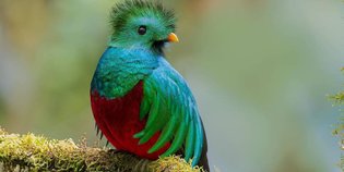 Ein auffallend gefärbter Quetzal sitzt auf einem moosbedeckten Ast, umgeben von einem sanften, verschwommenen Hintergrund der Natur.