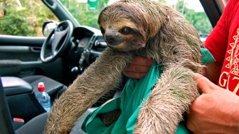 Naturführer zeigt Kindern ein Faultier aus nächster Nähe – Costa Rica mit Kindern